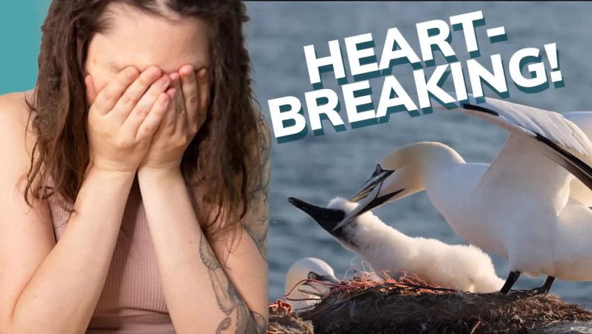 Bird Flu Kills Thousands of SEABIRDS